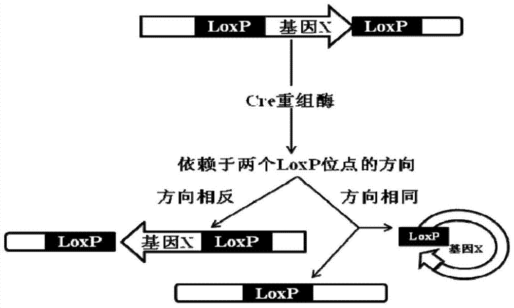 基于crisprcas9技术的条件性基因敲除方法与流程