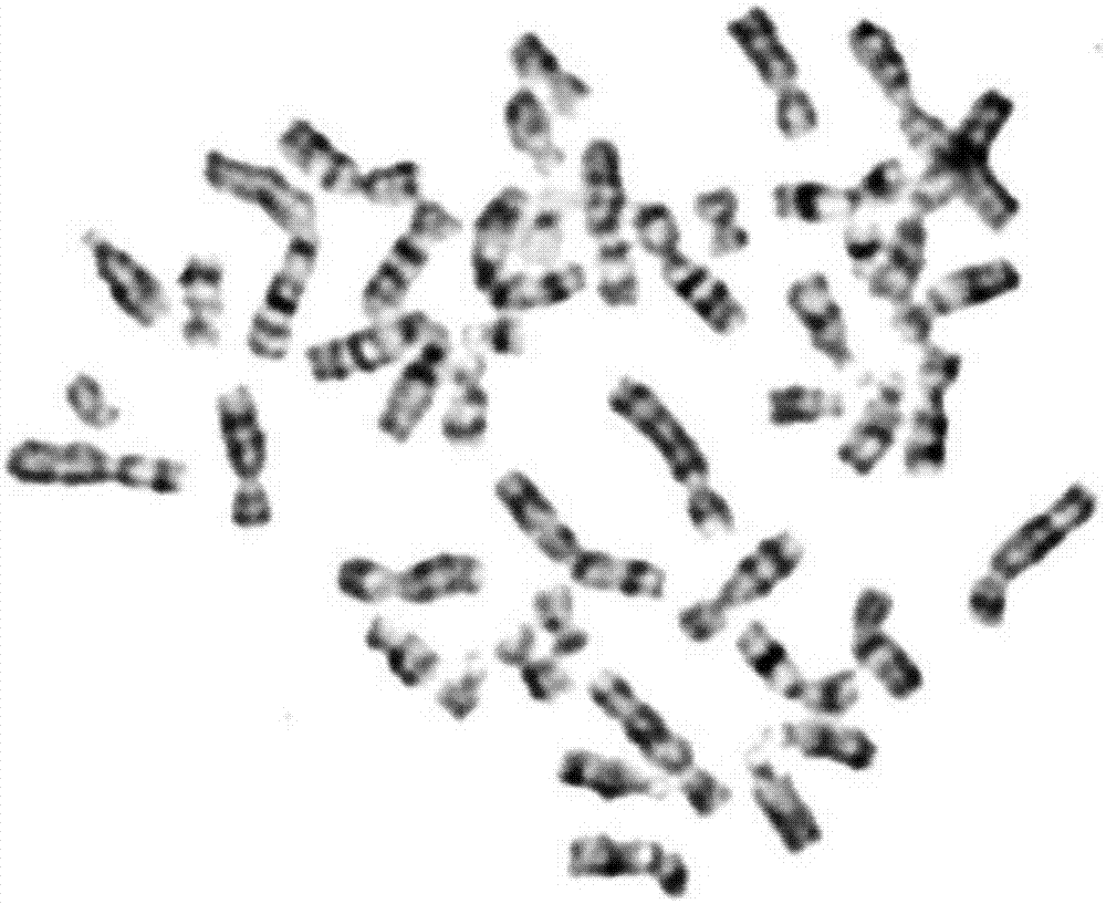 染色体G带的制备方法与流程