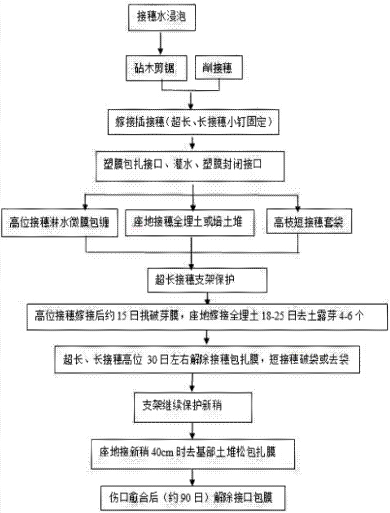 一种用超长接穗嫁接改造果树的方法与流程