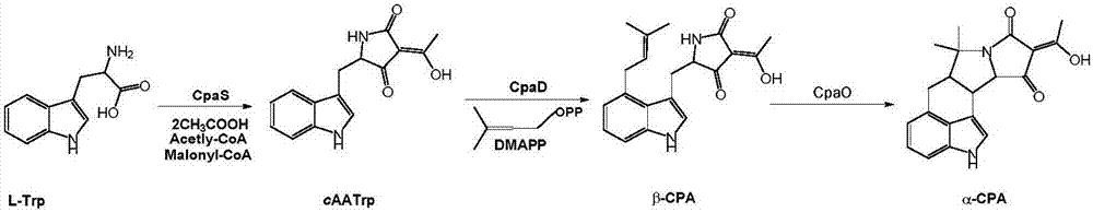 一种CPA中间体、CPA类化合物及其制备方法和应用与流程
