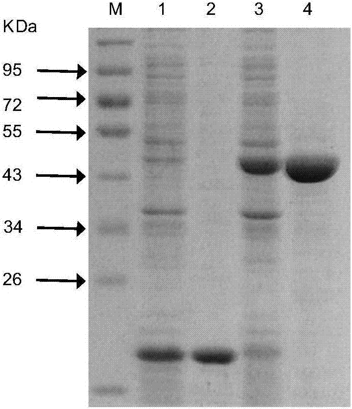 钝鳞紫背苔黄酮六位羟基氧甲基转移酶及其编码基因与应用的制作方法与工艺