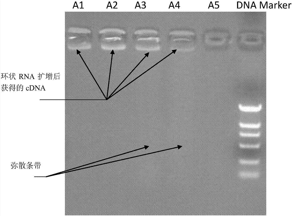 Rna