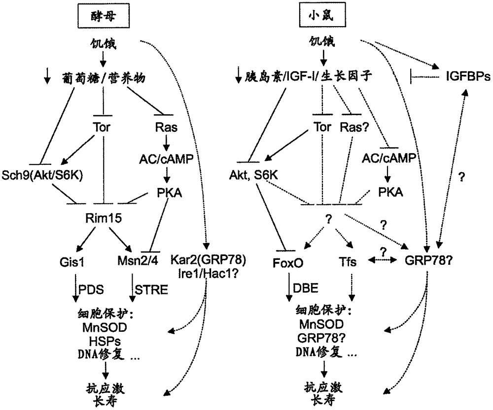 疾病预防和治疗中的生长激素受体阻断剂的制作方法