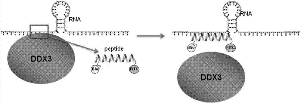 一种可拮抗DDX3蛋白RNA结合活性的多肽DIP‑13及其应用的制作方法