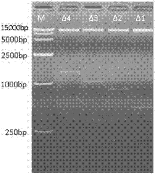 盐生草HgNHX基因启动子序列及其应用的制作方法