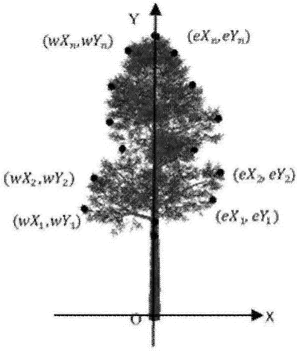 一种基于B样条曲线的树冠三维形态模拟方法与流程