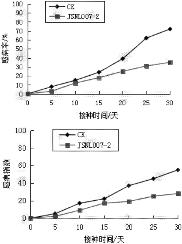 一株腐皮镰刀菌及其在防治铁皮石斛白绢病中的应用的制作方法