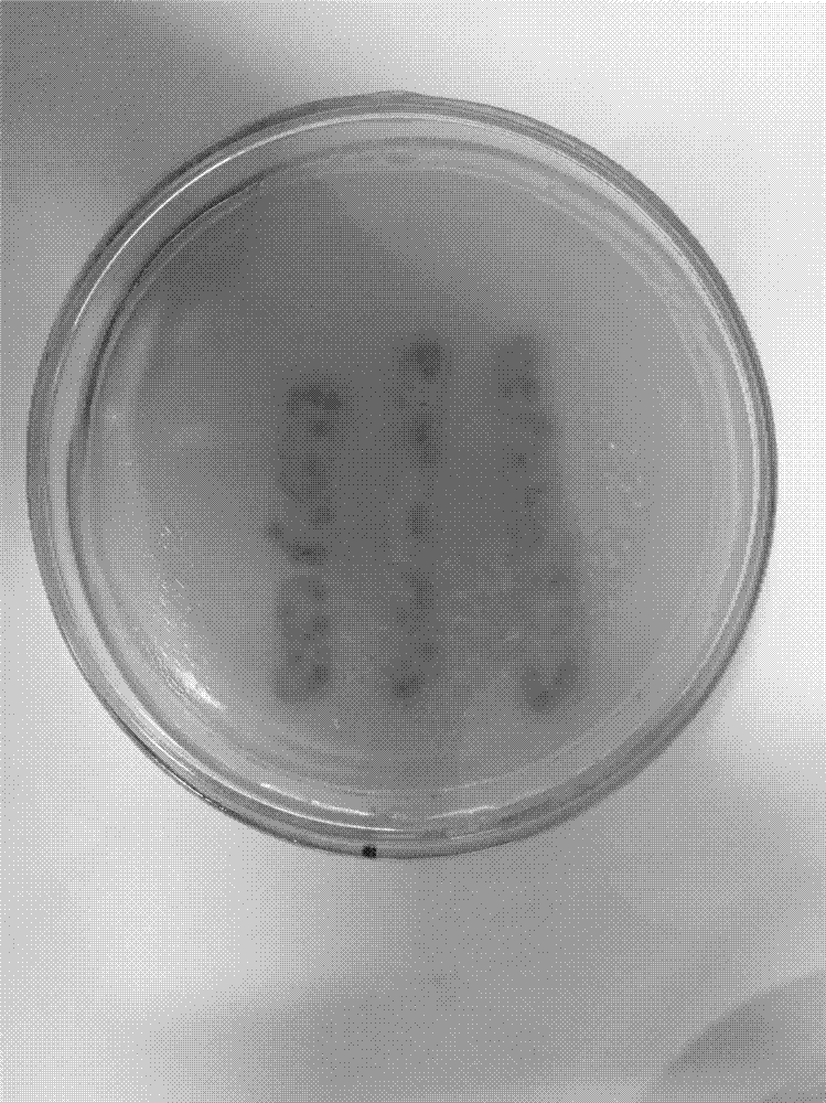 一种固定化铜绿假单胞菌生物吸附剂及其制备方法与流程