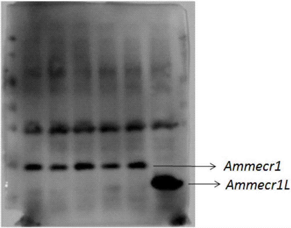 一种Ammecr1和Ammecr1L重组真核表达载体及其构建方法和应用与流程