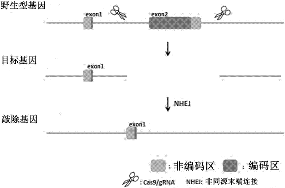 Ifit3‑eKO1基因敲除小鼠动物模型的构建方法和应用与流程