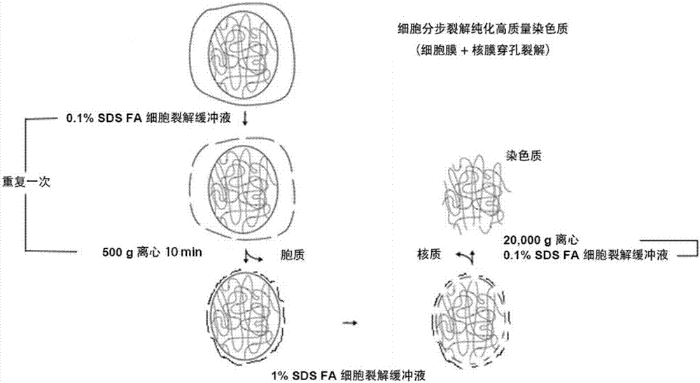 一种基于少量细胞全基因组染色质高分辨率构象技术ehic2.0的制作方法