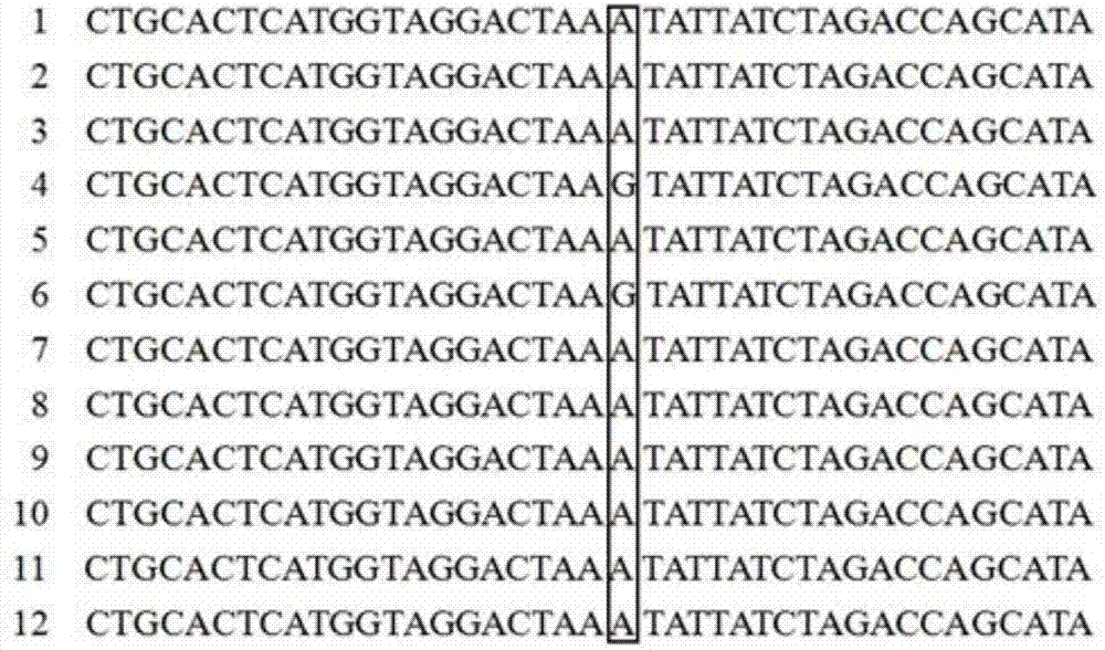一种检测中华鳖IGFBP1基因片段中与生长相关单核苷酸位点的试剂盒及应用的制作方法