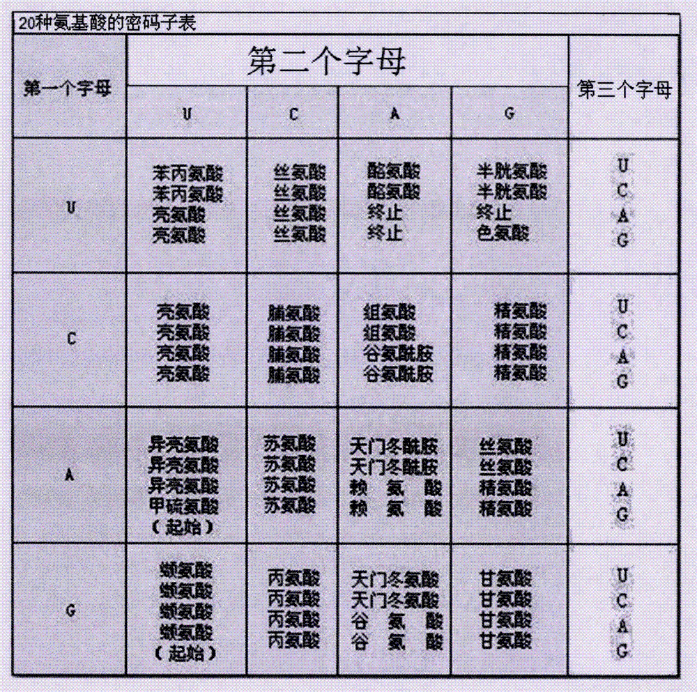 特别涉及一种基于密码子模板的真核生物功能基因序列搜索方法