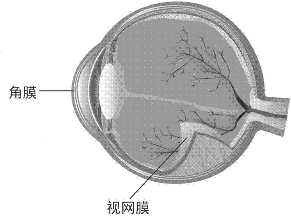 一种基于双模态分类模型融合的扫视信号识别方法及系统与流程