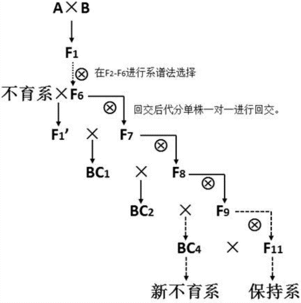 一种水稻三系不育系快速选育方法与流程