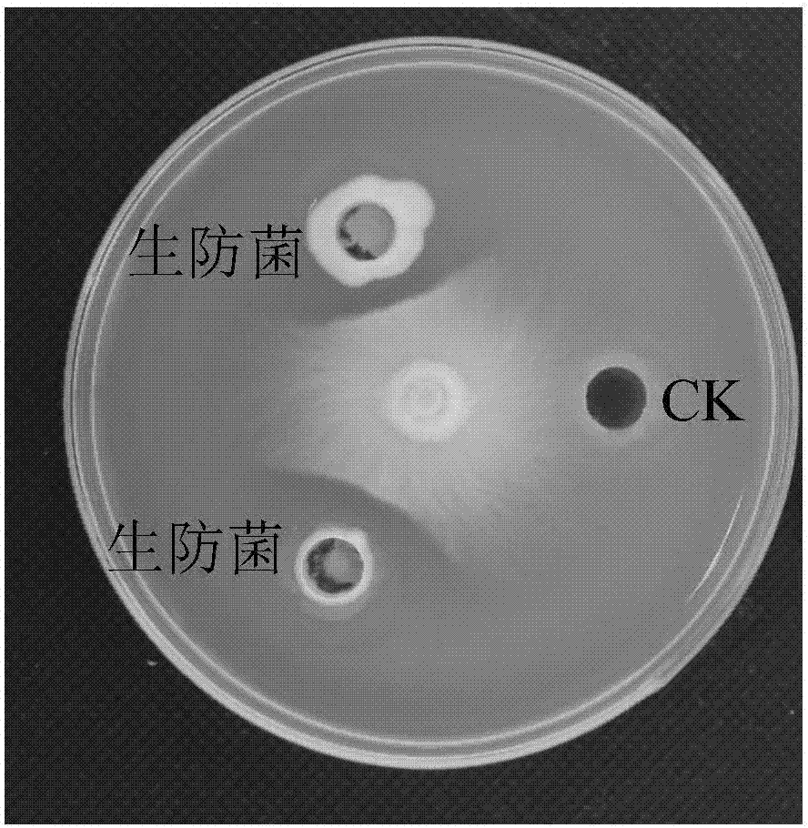 棉花枯萎病防治菌剂的制作方法