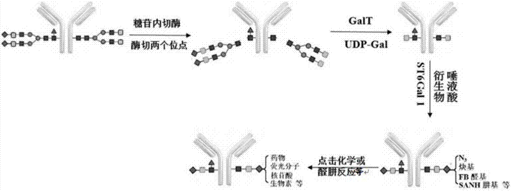 一种用于抗体‑分子定点偶联的方法及应用与流程