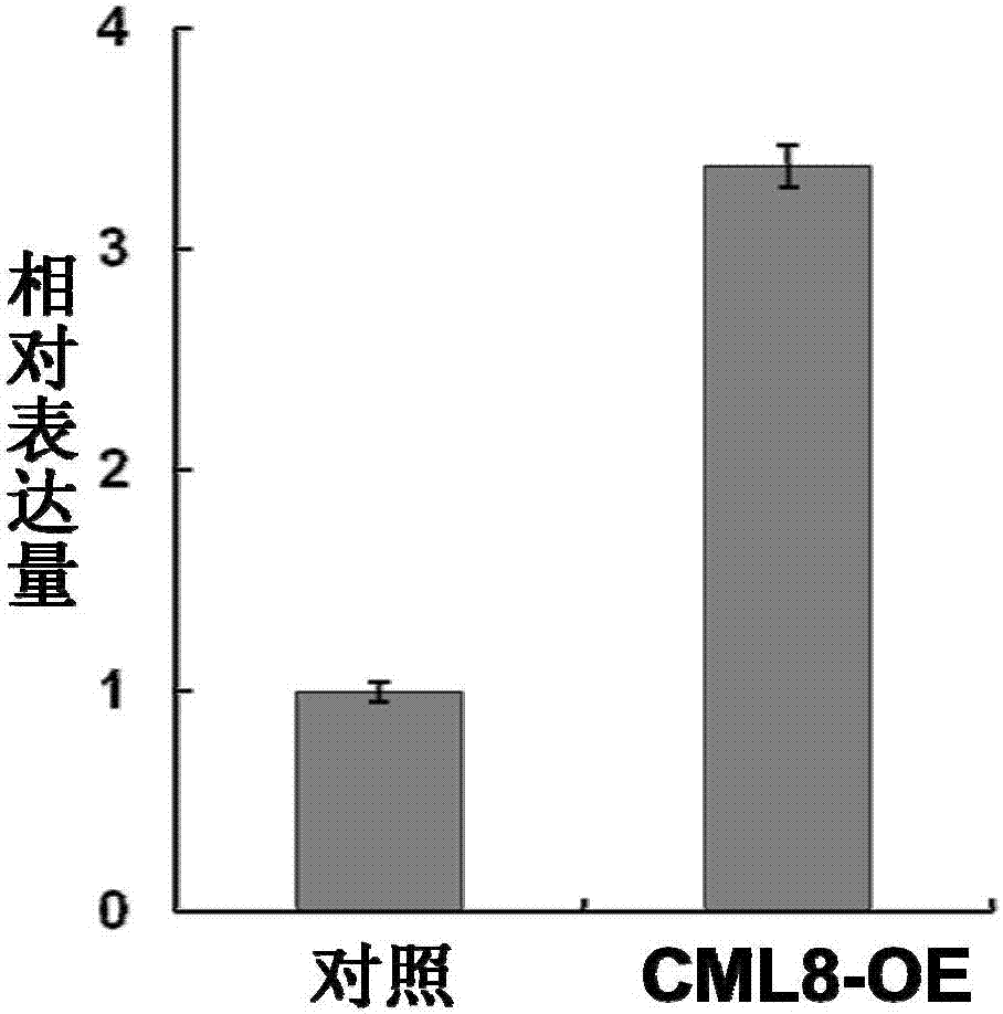 大豆GmCML8蛋白及其编码基因与应用的制作方法