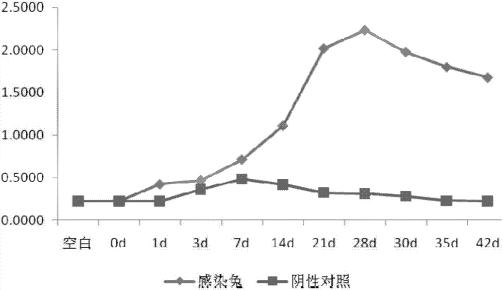 一种棘阿米巴特异性抗原肽、多克隆抗体及其用途的制作方法