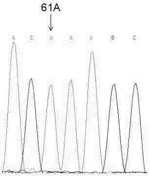 人NOS3基因第61位点的单核苷酸多态性及其应用的制作方法