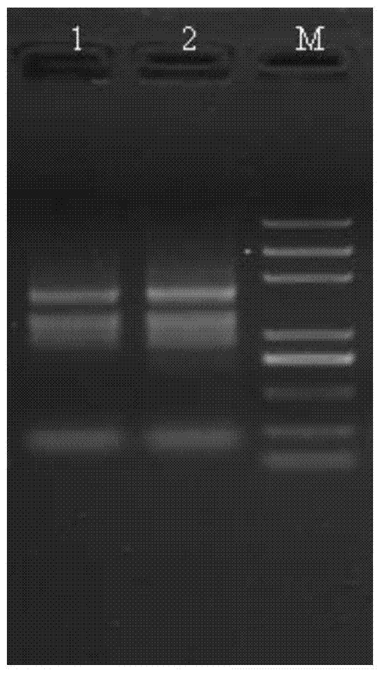 一种同时提取高质量海带配子体DNA/RNA的方法与流程