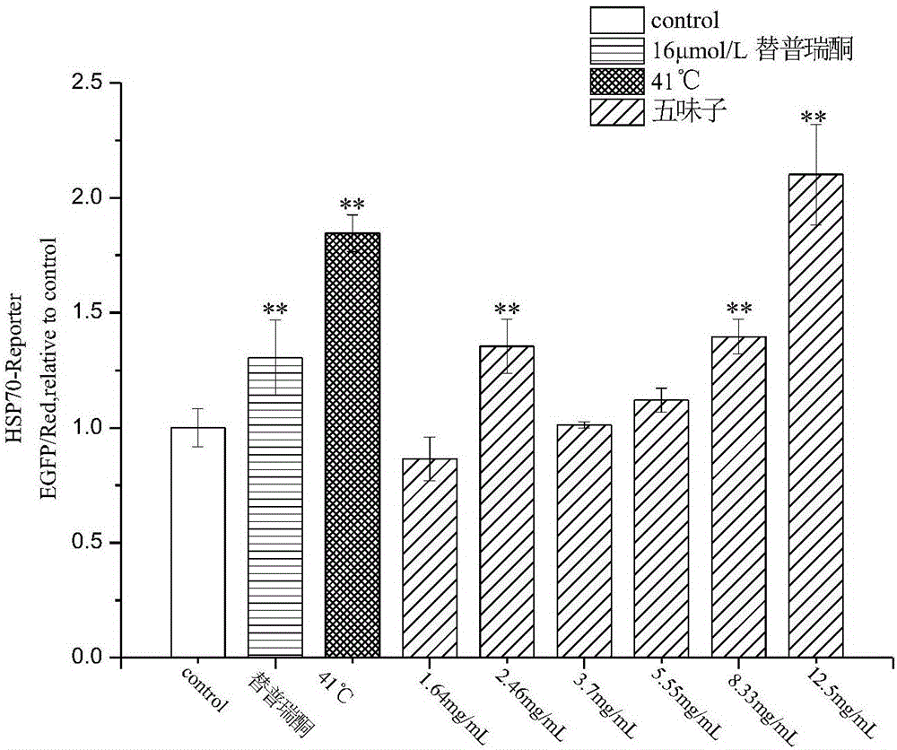 五味子提取物在制备激活HSP70药物中的应用的制作方法