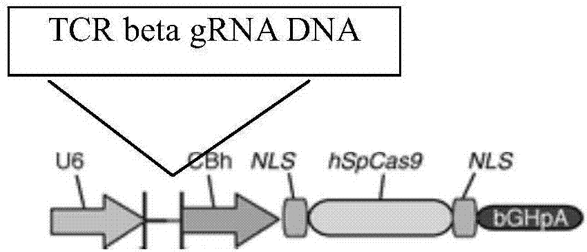 一种敲除野生型T细胞TCR beta链的gRNA及方法与流程