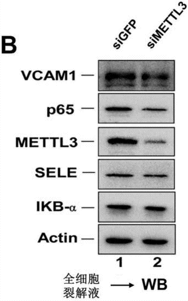一种基于METTL3的小干扰RNA及其药物和应用的制作方法与工艺
