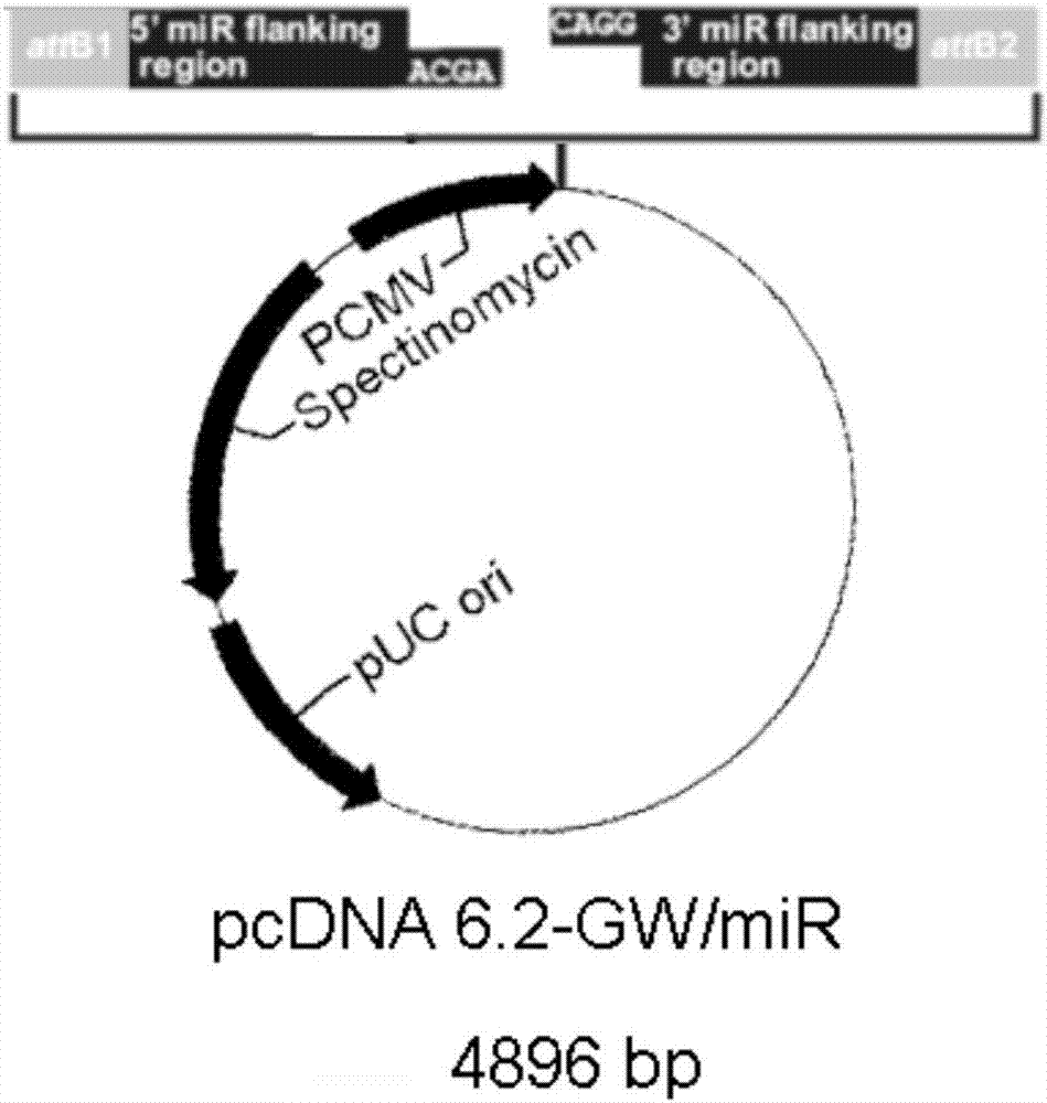 一种抑制K-RAS基因表达的siRNA及其前体和应用的制作方法与工艺