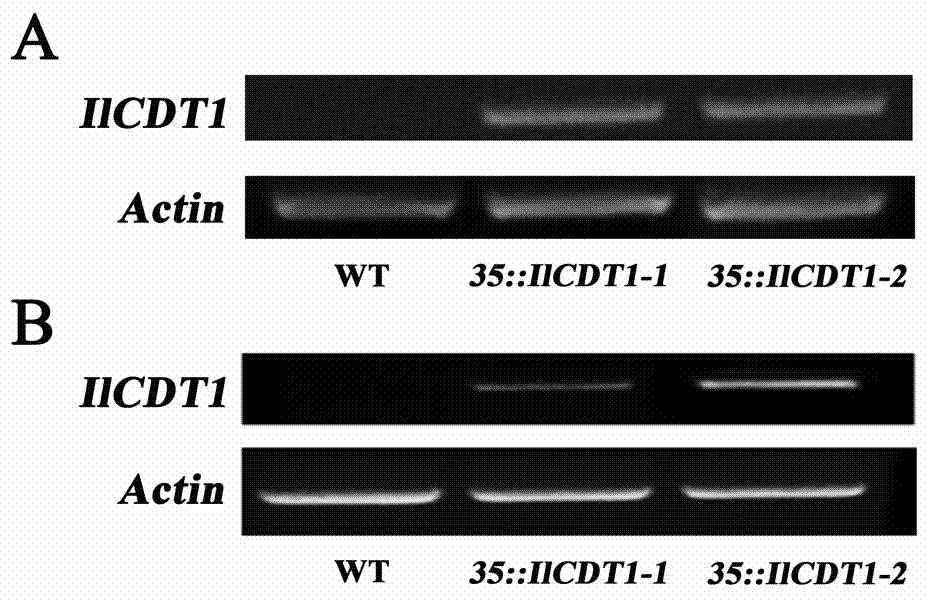 马蔺半胱氨酸富集蛋白基因IlCDT1及其植物表达载体和构建方法与流程