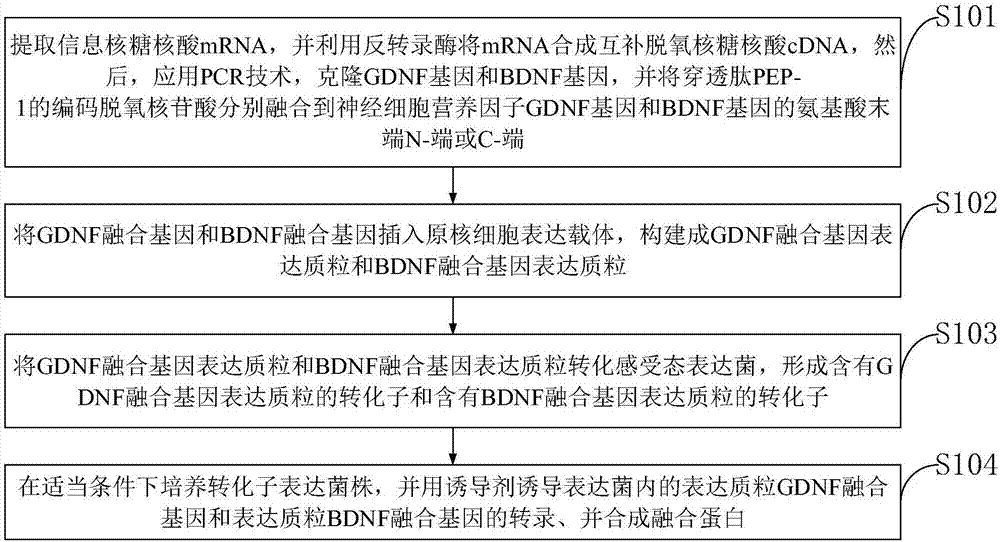 一种用于递送至中枢神经系统的融合蛋白及合成方法与流程