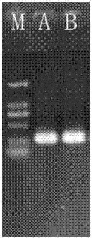 与谷子叶鞘色性状连锁的分子标记及其应用的制作方法与工艺