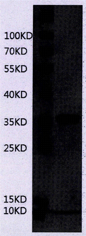 源自于PASD1的腫瘤抗原短肽的制作方法與工藝