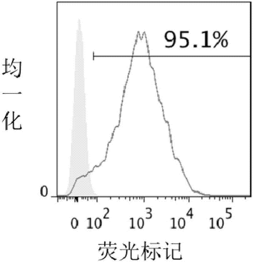 一種嵌合抗原受體及其應(yīng)用的制作方法與工藝