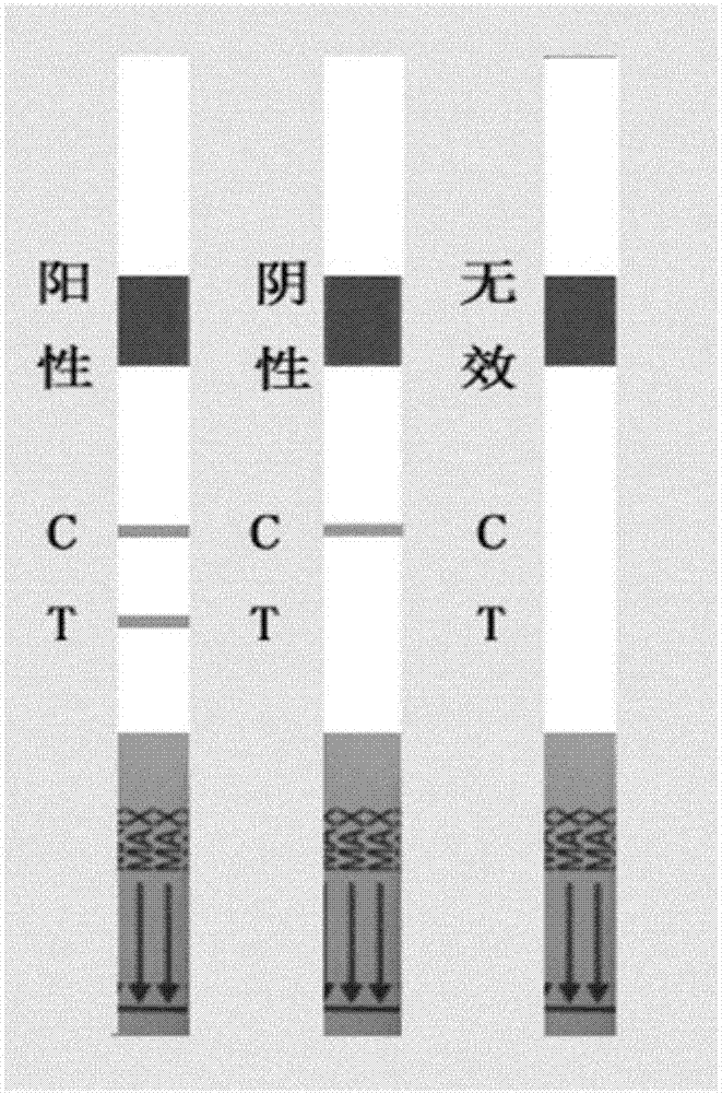 一種抗斑點叉尾鮰病毒核衣殼蛋白的單克隆抗體及其應用的制作方法與工藝