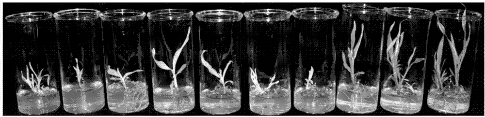 一種基因編輯系統(tǒng)及應(yīng)用其對(duì)植物基因組進(jìn)行編輯的方法與流程