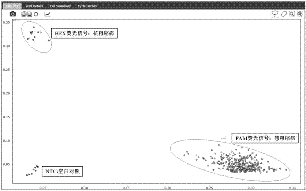 與玉米粗縮病抗性相關(guān)的KASP分子標(biāo)記及其應(yīng)用的制作方法與工藝