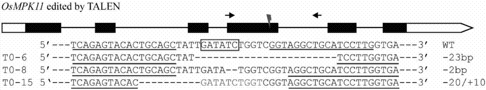 OsMPK11蛋白及其编码基因在调控植物抗旱性中的应用的制作方法与工艺