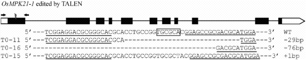OsMPK21-1蛋白及其編碼基因在調(diào)控植物抗旱性中的應(yīng)用的制作方法與工藝