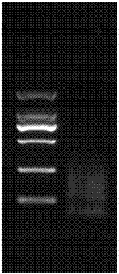 一種大規(guī)模制備單鏈DNA 的方法與流程