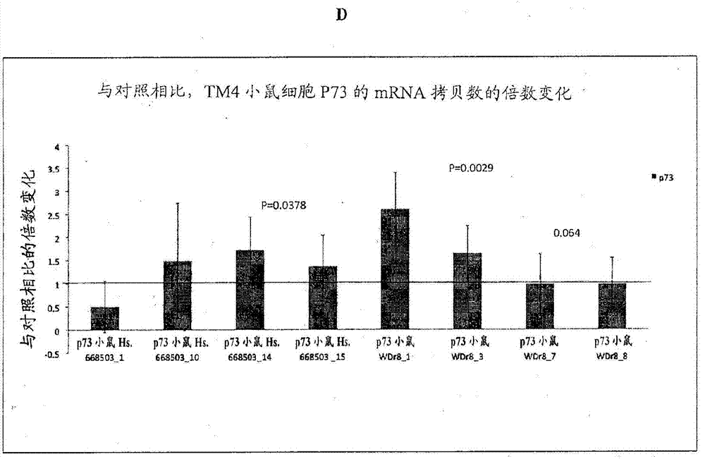 通過(guò)抑制腫瘤抑制基因的天然反義轉(zhuǎn)錄物治療腫瘤抑制基因相關(guān)性疾病的制作方法與工藝