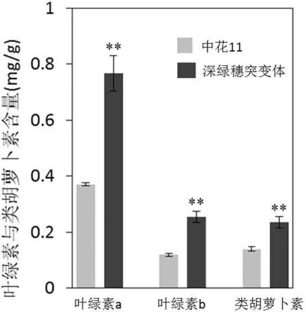 水稻深綠穗基因的應(yīng)用的制作方法與工藝