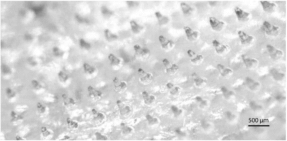 一种高分子微针及其制备方法和应用与流程