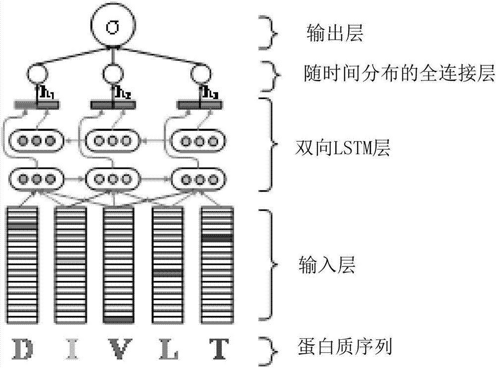 预测蛋白质序列的远同源性关系的神经网络结构及方法与流程