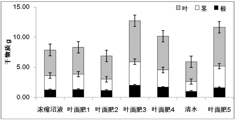 一種適于移栽棉花的苗期濃縮沼液葉面肥及應(yīng)用的制作方法與工藝