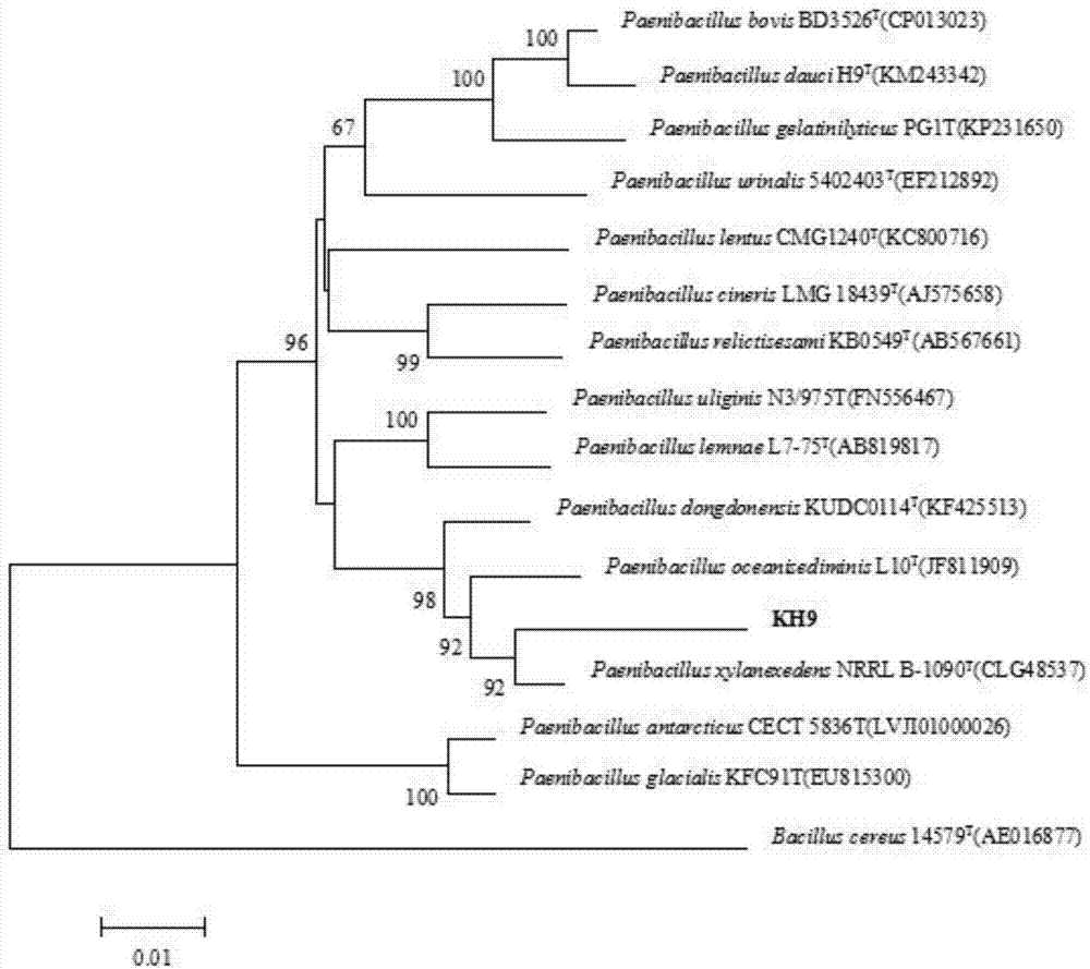 一种耐辐射类芽孢杆菌KH9及其在生物抗蒸腾剂中的应用的制作方法与工艺