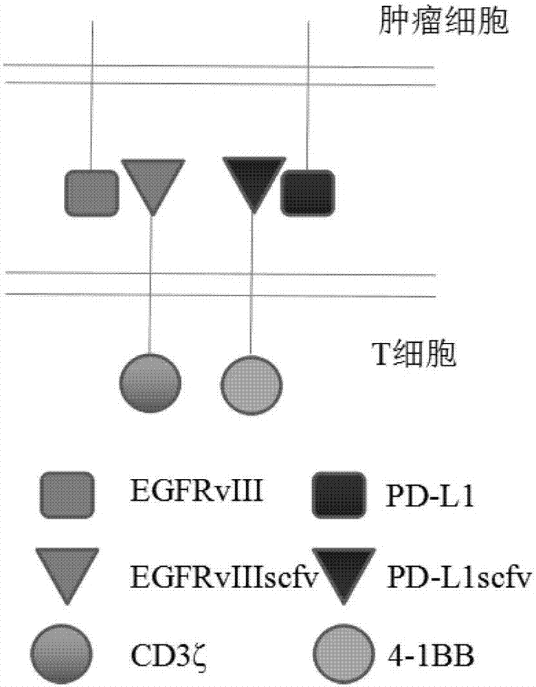 一種雙特異性嵌合抗原受體修飾的T淋巴細胞及其制備方法和應用與流程