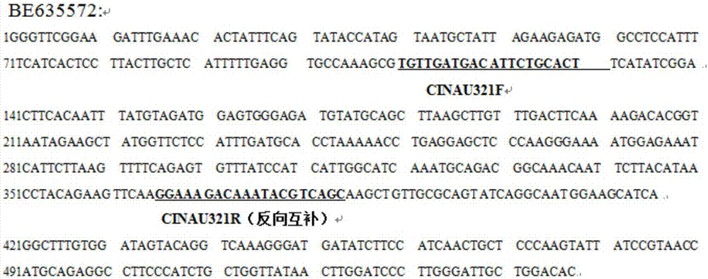 一个簇毛麦4VL染色体特异的共显性分子标记及其引物和用途的制作方法与工艺