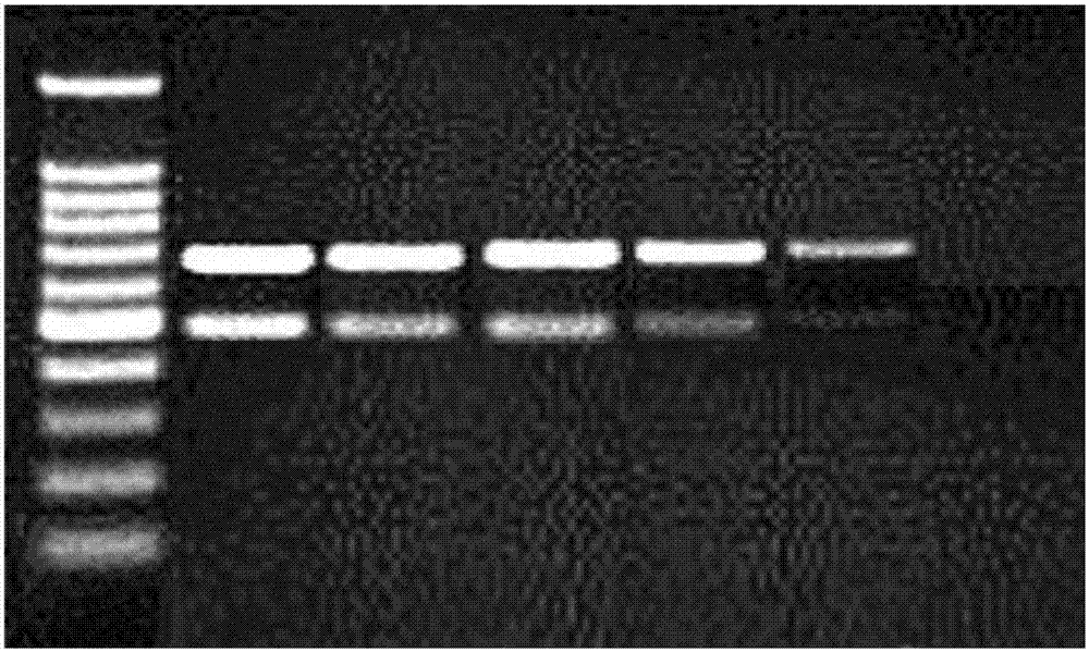 一种三重RT‑PCR特异性扩增引物组及三重鉴定的RT‑PCR检测方法与流程