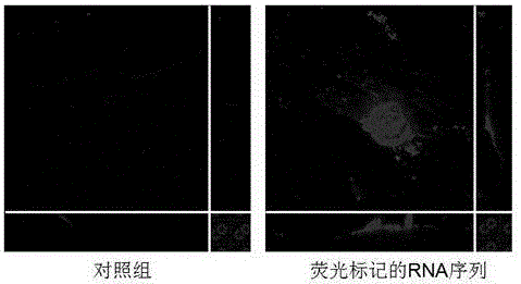 一種利用紅外光增加小干擾RNA序列在皮膚中生物活性的給藥方法與流程